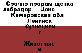 Срочно продам щенка лабрадор. › Цена ­ 3 000 - Кемеровская обл., Ленинск-Кузнецкий г. Животные и растения » Собаки   . Кемеровская обл.,Ленинск-Кузнецкий г.